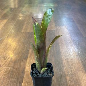 Billbergia hallelujah No.3｜aquatailors