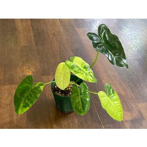 Philodendron Burle Marx Variegated No.2｜aquatailors