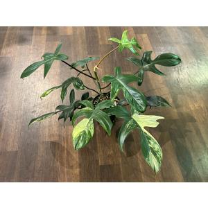 Philodendron Florida Beauty No.3｜aquatailors