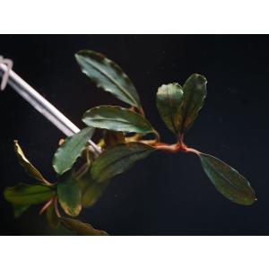 チャーム（charm） （水草）組織培養オリエンタル製 ブセファランドラ