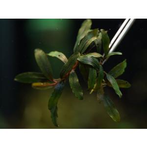 専用商品【アクアフルール】（ティア）＋（ブラウニーゴースト） 専用商品【アクアフルール】（ティア）＋（ブラウニーゴースト）