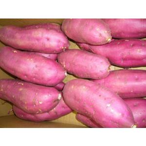 千葉県産（JAかとり）さつまいも 紅はるか 秀品 Mサイズ 約4.5kg