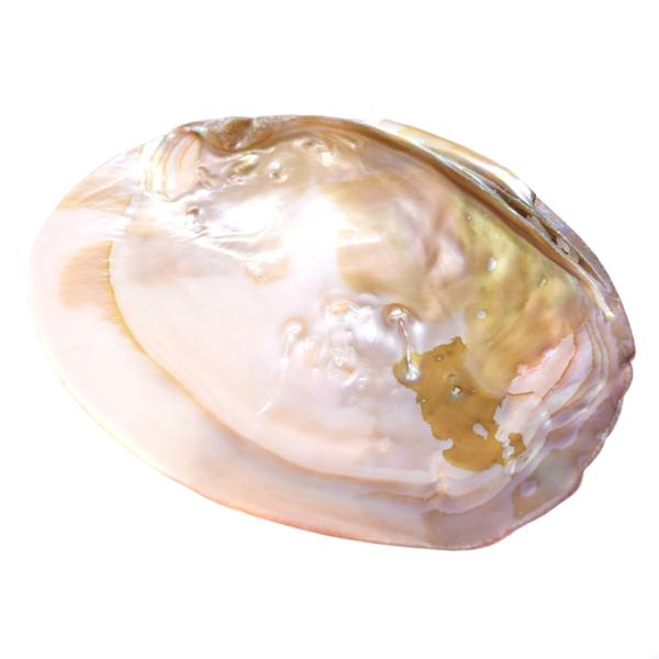 イケチョウ貝　パールシェル　天然真珠貝殻　浄化　スマッジング　香皿　瞑想　パワーストーン　風水　ヒー...