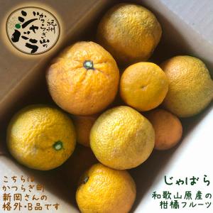 【送料込】和歌山産「じゃばら果実」訳ありB級品 新岡農園の柑橘フルーツ「じゃばら」(不揃い/傷あり/ご本人以外発送不可)生果実3Kg花粉の季節に