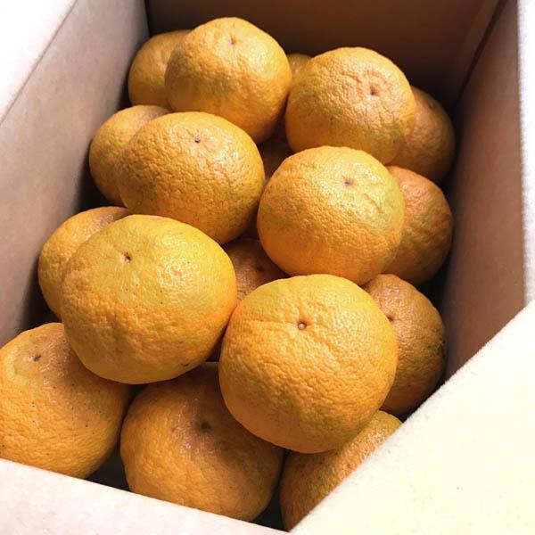 【送料込】和歌山産「ジャバラ」秀品　新岡農園の柑橘フルーツ「紀州かつらぎ山じゃばら」生果実3Kg　花...