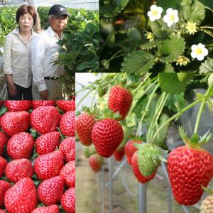 【冷凍国産フルーツ】「苺まりひめ」和歌山市栩野...の詳細画像2