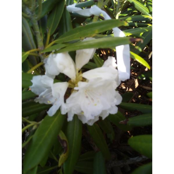 白花天城石楠花　　白花アマギシャクナゲ　　約W60cm