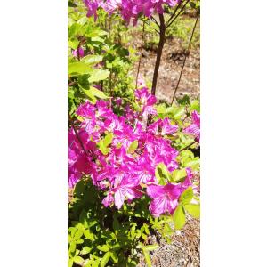 ヤマツツジ/紫小花【現品発送】管理80253 ヤマツツジ 【山躑躅】 【小花紫】 : 横の植木屋さん - 通販 - Yahoo