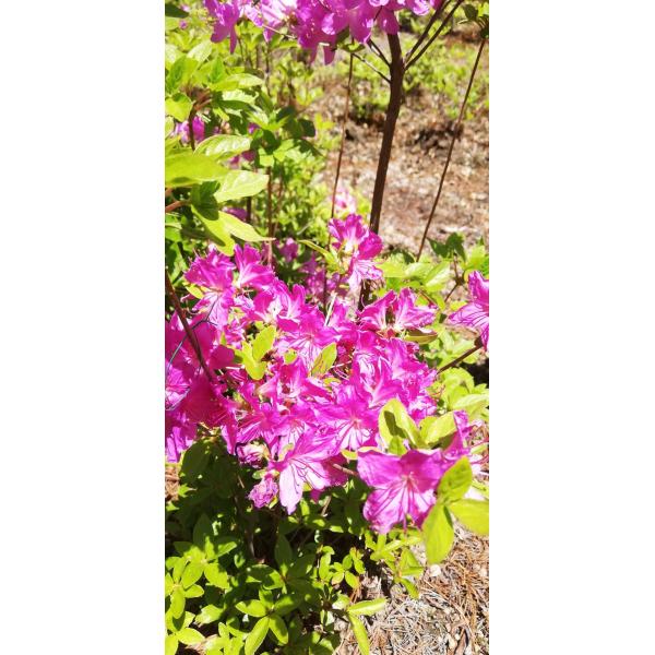 アシタカヤマツツジ　　約H８０ｃｍ