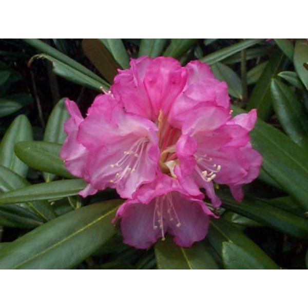 吾妻シャクナゲ　　アズマシャクナゲ　　約W80cm