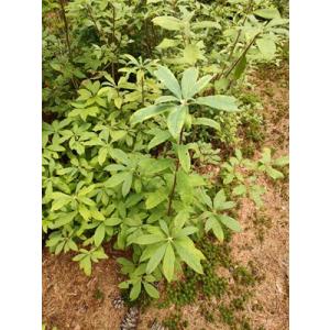 外国原種ツツジ、シャクナゲ　　R.calendulaceum　カレンデュラセウム　　約H80cm