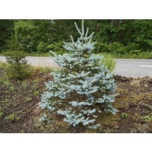 現品、モミの木※プンゲンストウヒホプシー　この一本のみです　早い者勝ちです 現品発送 もみの木の王様 プンゲンストウヒ ホプシー(つぎ木苗