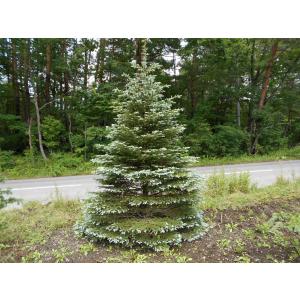 ホプシー8号 楽天市場】【現品発送】ピセア・プンゲンストーヒ ホプシー 8号