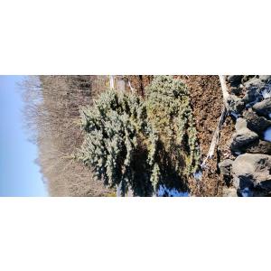 発送不可 プンゲンストウヒ エディス 高さ約2.5m : アララギ園有限