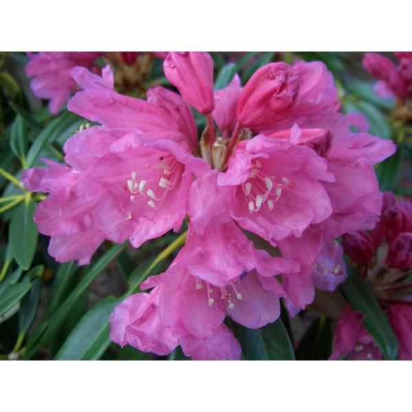 ホンシャクナゲ　本しゃくなげ　　約W80cm