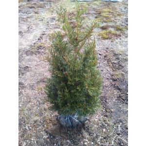 イチイ　高さ1.2m内外