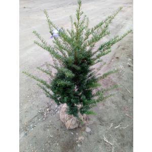 イチイ アララギ H80cm内外 : アララギ園有限会社 - 通販 - Yahoo