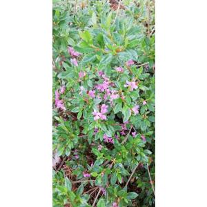 白花ヨウラクツツジ 約高さ30×幅30cm : アララギ園有限会社 - 通販