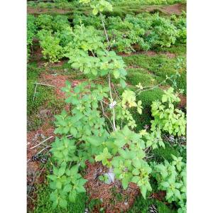 アララギ園有限会社 ヨウラクツツジ ツリガネツツジ ツツジ Yahoo ショッピング