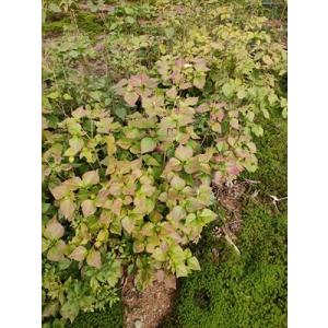 隼人三つ葉つつじ　ハヤトミツバツツジ　　高さ約80ｃｍ