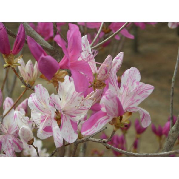 富士絞り　ミツバツツジ　約H80cm