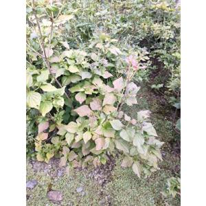 ダイセンミツバツツジ 大株 : 横の植木屋さん - 通販 - Yahoo!ショッピング
