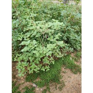 高隈三つ葉つつじ　タカクマミツバツツジ　　高さ約80ｃｍ