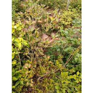 屋久島三つ葉　ヤクシマミツバツツジ　　高さ約80ｃｍ