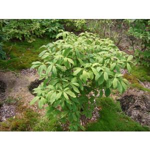 イチイ アララギ H80cm内外 : アララギ園有限会社 - 通販 - Yahoo