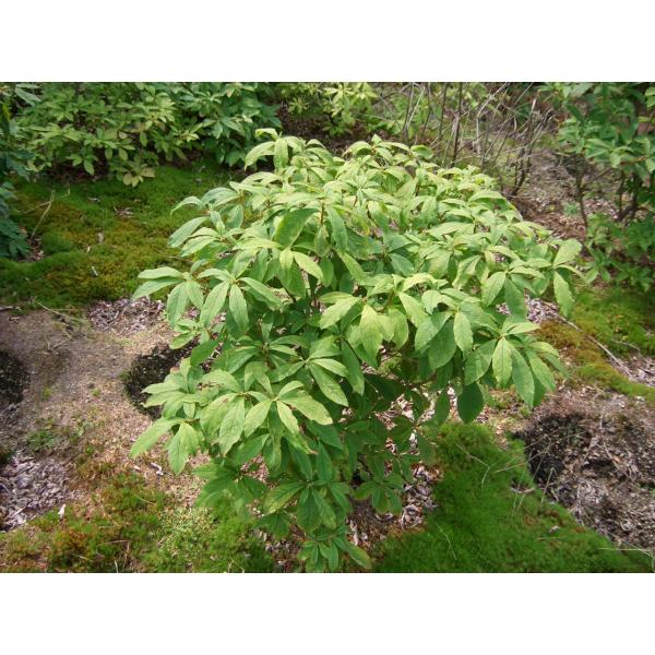 紫八潮つつじ　ムラサキヤシオツツジ　　H80cm