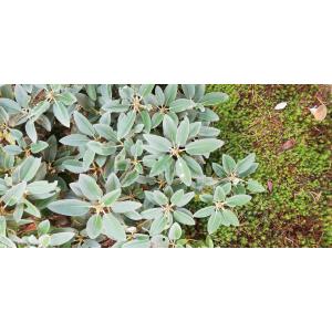 山野草　白花ヨウラクツツジ 白花ヨウラクツツジ 約高さ30×幅30cm : アララギ園有限会社 - 通販