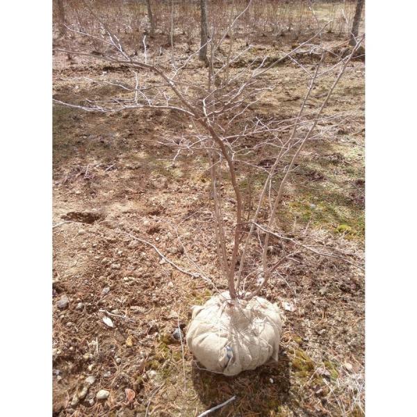 ナツハゼ　　約H80cm