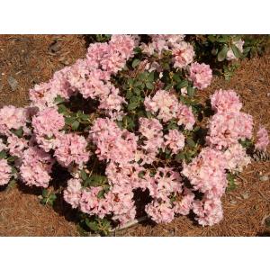 桃花日陰つつじ ピンクヒカゲツツジ 約W40cm : アララギ園有限会社