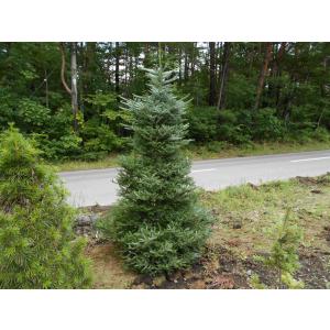 発送不可 プンゲンストウヒ ホプシー 高さ約2.5m : アララギ園有限