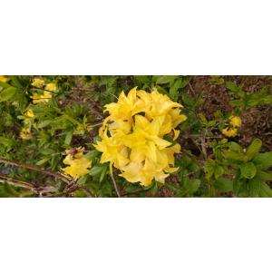 シナノツツジ/信濃ツツジ/銀河【現品発送】管理70861 信濃ツツジ・銀河| 種・苗・ガーデニング用品の【タキイネット通販】