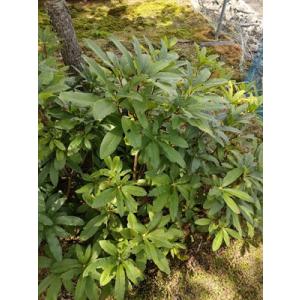 信濃つつじ　シナノツツジ　八重咲き　銀河　　高さ約80ｃｍ