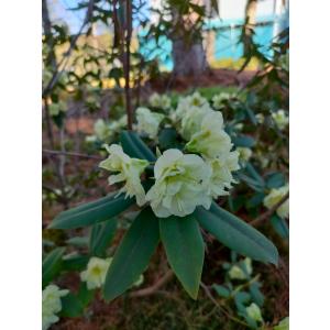 発送不可 プンゲンストウヒ エディス 高さ約2.5m : アララギ園有限