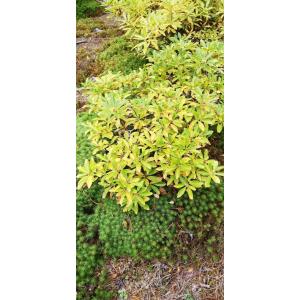 白花ヨウラクツツジ 約高さ30×幅30cm : アララギ園有限会社 - 通販