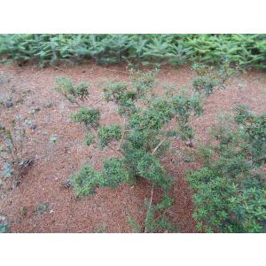 イチイ アララギ H80cm内外 : アララギ園有限会社 - 通販 - Yahoo