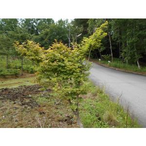 イチイ アララギ H80cm内外 : アララギ園有限会社 - 通販 - Yahoo