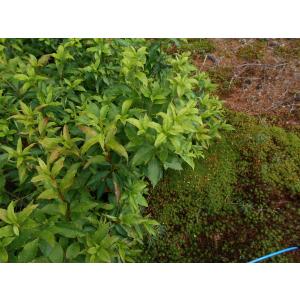 白花ヨウラクツツジ 約高さ30×幅30cm : アララギ園有限会社 - 通販