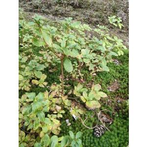 白花ヨウラクツツジ 約高さ30×幅30cm : アララギ園有限会社 - 通販