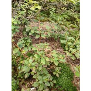 白花ヨウラクツツジ 約高さ30×幅30cm : アララギ園有限会社 - 通販