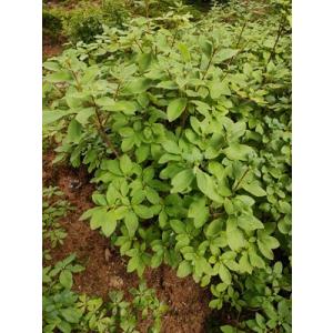 白花ヨウラクツツジ 約高さ30×幅30cm : アララギ園有限会社 - 通販