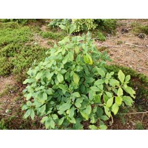 白花ヨウラクツツジ 約高さ30×幅30cm : アララギ園有限会社 - 通販