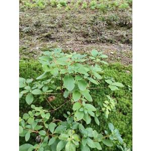 白花ヨウラクツツジ 約高さ30×幅30cm : アララギ園有限会社 - 通販
