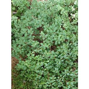白花ヨウラクツツジ 約高さ30×幅30cm : アララギ園有限会社 - 通販