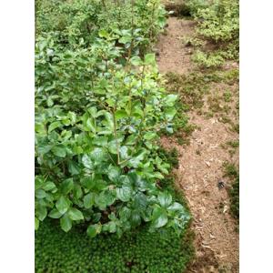 菅島神宮つつじ　スガシマジングウツツジ　　高さ約80ｃｍ