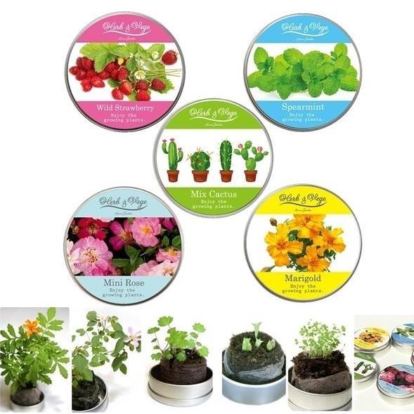 ハーブ＆ベジ 缶で育てるかわいい植物 お部屋栽培キット ミニ缶 プチギフト 引出物 プレゼント 観葉...