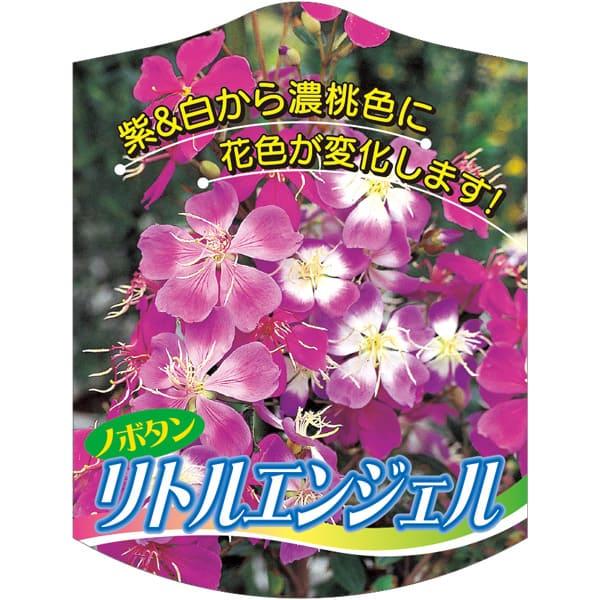 ノボタン リトルエンジェル K 園芸用ラベル【105mm×80mm】100枚